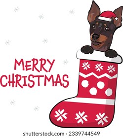 Funny English toy terrier in a Christmas stocking. Funny holiday greeting card with a cute dog head with paws. New year postcard. Winter gift, pet in socks, cute X-mas design with a favorite pet.