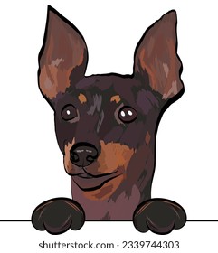 Funny English toy terrier with paws in a pocket, vector illustration. Cute dog head with paws on a white background, isolated logo. Hand-drawn mascot. Funny dog muzzle looking over a white wall.