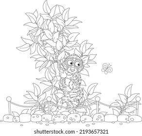 Funny exotic Philippine tarsier on a small tropical tree in an open-air cage of a zoological garden, black and white vector cartoon illustration for a coloring book page