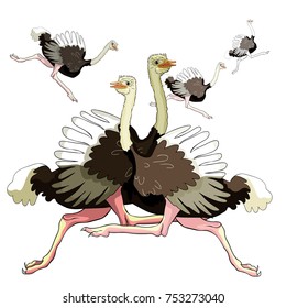 funny family African bird ostrich is running. vector illustration