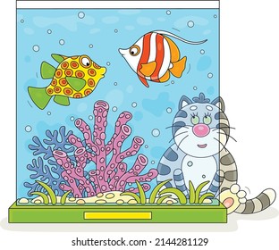 Funny fat cat closely watching tropical fishes swimming in a home aquarium with corals, vector cartoon illustration isolated on a white background