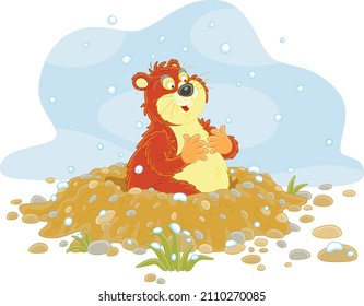 Funny fat groundhog with chubby cheeks looking out of its burrow on a cold winter day, vector cartoon illustration isolated on a white background