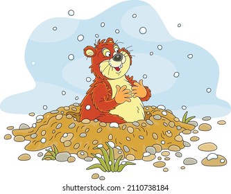 Funny fat groundhog with chubby cheeks looking out of its burrow on a cold winter day, vector cartoon illustration isolated on a white background