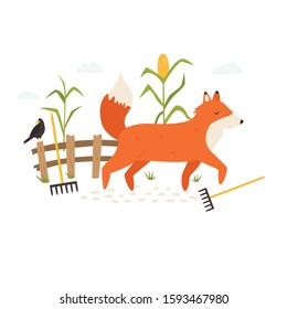 Funny fox running in the field and stepping on the rates