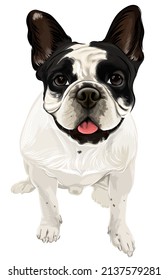 A funny France bulldog vector art