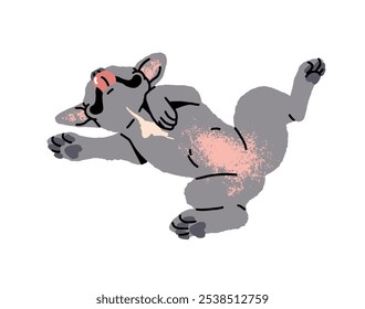 Funny French Bulldog with cute belly sleeps. Happy asleep puppy with gray color shows tongue. Amusing little dog has a rest. Adorable pet, animal relaxes. Flat isolated vector illustration on white