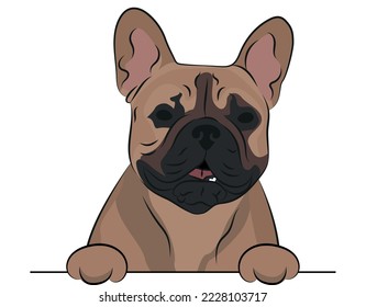 Funny French Bulldog dog with paws over a white wall, in a pocket vector illustration. Funny dog smiling. Cute dog head on a white background. Hand-drawn mascot. Smiling dog muzzle. BFF.