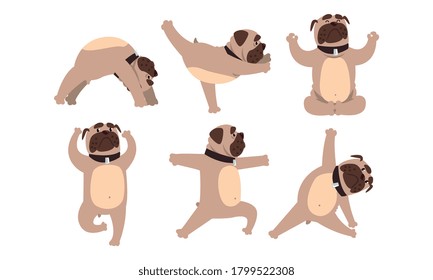 Funny French Bulldog Doing Yoga Set, Cute Dog Performing Physical Exercises Cartoon Style Vector Illustration