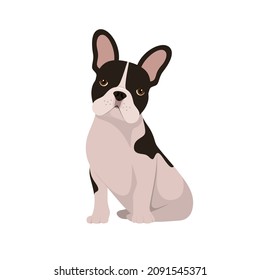 Funny French bulldog on a white background. A dog in a cartoon design.
