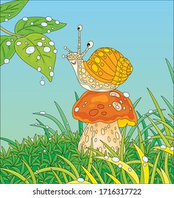 Funny garden snail with a beautiful spotted shell, sitting on a big mushroom among green grass on a forest glade, friendly smiling and playing with bright rain drops, vector cartoon illustration