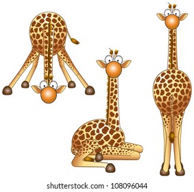 funny giraffe in different positions