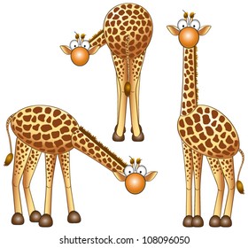 funny giraffe in different positions