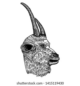 Funny goat, farm animal head with horns. Black and white sketch. Vector