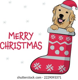 Funny Golden dog with paws in Christmas stocking. Funny holiday greeting card with a cute dog head. New year postcard. Winter gift, pet in socks, cute X-mas design with a favorite pet in a hat.  