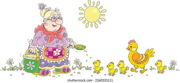 Funny granny feeding her hen and brood of merry yellow chicks with grains from a bucket on a warm summer morning, vector cartoon illustration isolated on a white background