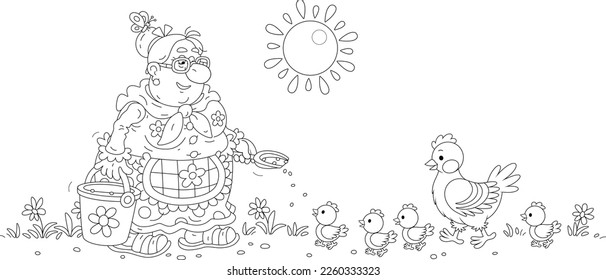 Funny granny feeding her hen and brood of merry chicks with grains from a bucket on a warm summer morning, black and white outline vector cartoon illustration for a coloring book