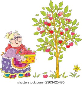 Funny granny gardener holding a preserving pan full of picked ripe, red and testy cherry from a cherry-tree in her summer garden, vector cartoon illustration on a white background