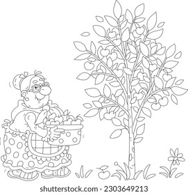 Funny granny gardener holding a preserving pan full of picked ripe and testy cherry from a cherry-tree in her summer garden, black and white vector cartoon illustration for a coloring book