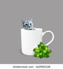 funny gray cat in a cup sits illustration isolated vector