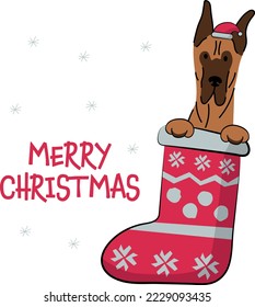 Funny Great Dane dog with paws in Christmas stocking. Funny holiday greeting card with a cute dog head. New year postcard. Winter gift, pet in socks, cute X-mas design with a favorite pet in a hat.  