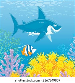 Funny great white shark swimming in blue water of a southern sea and a small striped butterfly fish hiding among amazing colorful corals of a tropical reef, vector cartoon illustration
