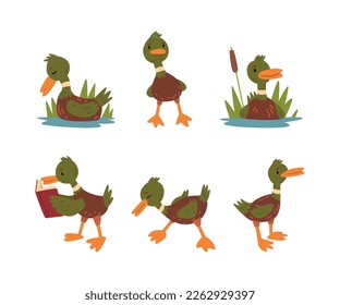 Funny Green Dabbling Duck Character as Feathered Waterfowl Bird Vector Set