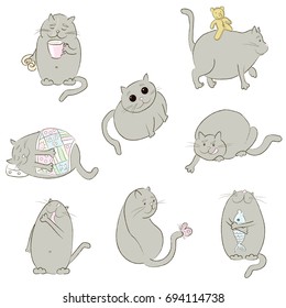 Funny grey cat in different poses