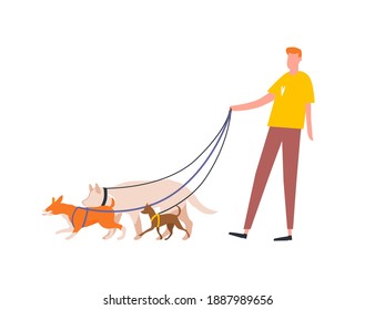 Funny guy holding pack of dogs on leash vector flat illustration. Male volunteer dog sitter walking with pets outdoor isolated on white. Service for care, walking domestic animals or nursery
