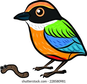funny hand drawn pitta bird cartoon