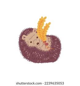 Funny hedgehog lying on back and holding wheat branch - flat vector illustration isolated on white background. Cartoon animal drawing for kids and nursery.