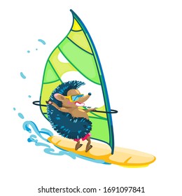 Funny hedgehog on windsurf. Isolated background. Vector illustration