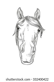 funny horse - portrait