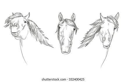 funny horse - portrait