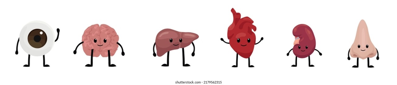 Funny human organs on white background