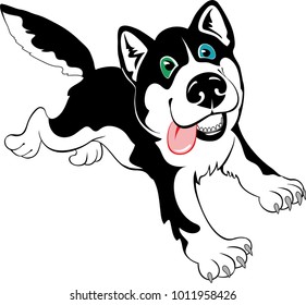 Funny  husky dog