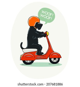 Funny illustration of a cute Scottish terrier riding old school red scooter. Hand drawn cartoon dog on a motorbike.
