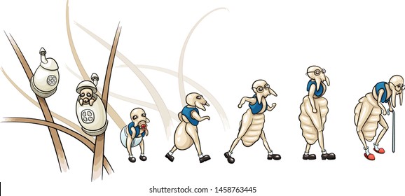 Funny illustration of the life cycle of lice (vector)