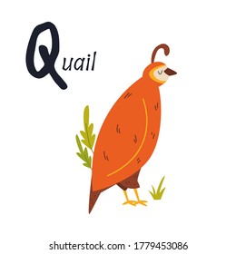 Imagen divertida de una codorniz y letra Q. Colección del alfabeto zoológico. Ilustración del vector
