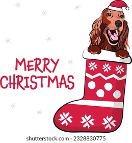 Funny Irish setter dog with paws in Christmas stocking. Funny holiday greeting card with a cute dog head. New year postcard. Winter gift, pet in socks, cute X-mas design with a favorite pet in a hat. 