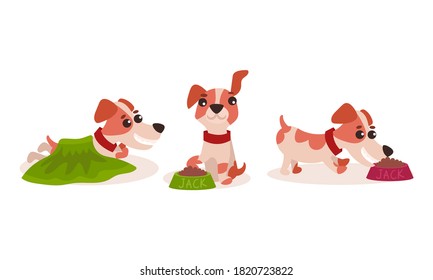 Funny Jack Russell Terrier Character Running and Eating Dry Feed Vector Set