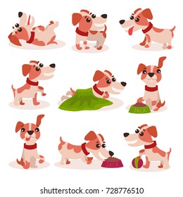 Funny jack russell terrier characters set, cute dog in different poses and situations vector Illustrations