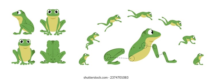 Funny Jumping Frog. Cartoon animation sequence. Side and front view of cute aquatic animal. Jump process elements. Isolated on white moving green toad. Set of vector illustrations for animation