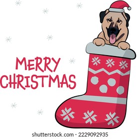 Funny Kangal dog with paws in Christmas stocking. Funny holiday greeting card with a cute dog head. New year postcard. Winter gift, pet in socks, cute X-mas design with a favorite pet in a hat.  