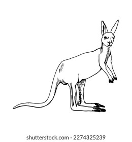 Funny kangaroo silhouette. Drawing with black lines, marker, line art. Vector illustration