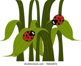 Funny ladybugs on green leaf