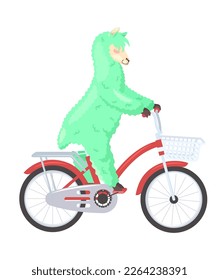 Funny lama alpaca riding bicycle flat vector icon. Cartoon llama animal leisure activity isolated illustration on white background. Cute character doing sport
