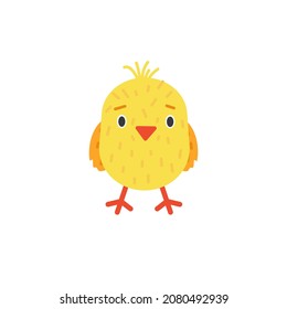 Funny little chick isolated on white background. Domestic baby bird. Cartoon character.
