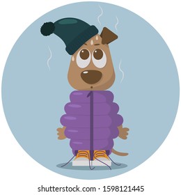 funny little dog with a big nose and big eyes, dressed in a very warm jacket, warm hat and sneakers with untied laces on a blue background