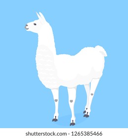 Funny llama vector illustration for poster, nursery, t-shirt design. Cute cartoon alpaca. Invitation, birthday card