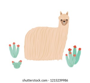 Funny long-haired alpaca isolated on white background. Adorable domestic South American animal standing among cactuses. Andean livestock. Colored childish vector illustration in flat cartoon style.